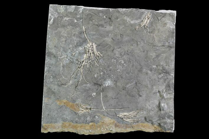 Four Ordovician Crinoids (Cupulocrinus) - Ontario #95195